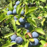 0309F 08 Herbstbeeren